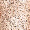51E6iAsDoGL.jpg Women's Short-Sleeve All Over Sequin Gown